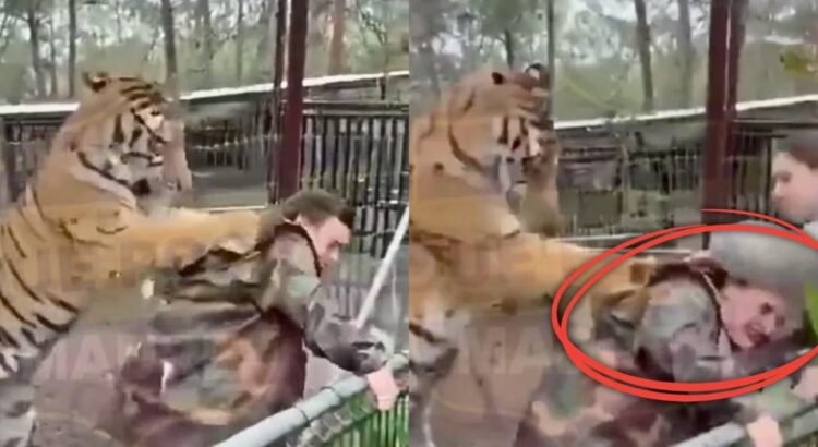 Tigre en cautiverio ataca a su veterinaria en Mazamitla, Jalisco