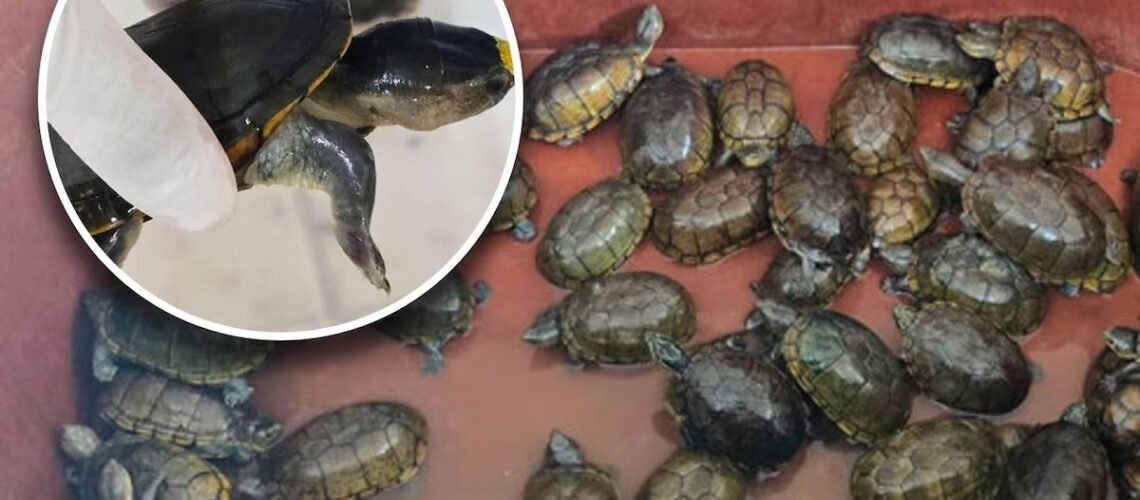 FGR y Profepa aseguran más de 2,300 tortugas y más de 2,200 kilos de aletas de tiburón durante operativo, en Jalisco