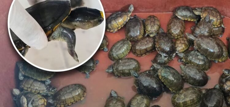FGR y Profepa aseguran más de 2,300 tortugas y más de 2,200 kilos de aletas de tiburón durante operativo, en Jalisco