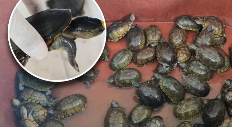 FGR y Profepa aseguran más de 2,300 tortugas y más de 2,200 kilos de aletas de tiburón durante operativo, en Jalisco