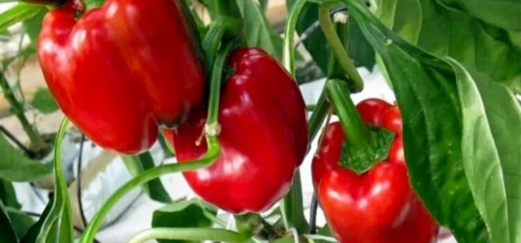 Jalisco logra abrir mercado del pimiento morrón hacia Japón