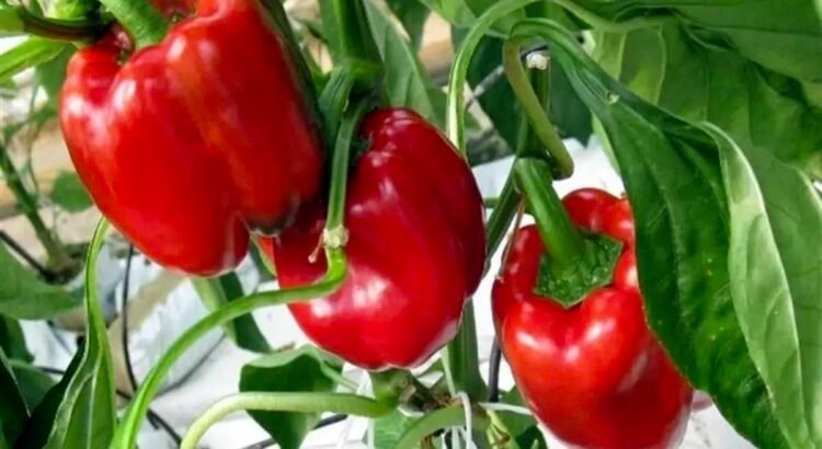 Jalisco logra abrir mercado del pimiento morrón hacia Japón Jalisco logra abrir mercado del pimiento morrón hacia Japón